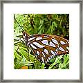 Good Morning Gulf Fritillary Butterfly Framed Print