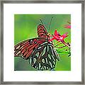 Gulf Fritillary Butterfly Framed Print