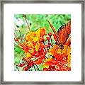 Gulf Fritillary Butterfly On Pride Of Barbados Framed Print