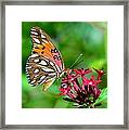 Gulf Fritillary Framed Print