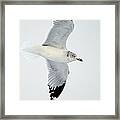 Gull Fly-by Framed Print