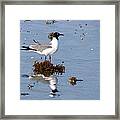 Gull In Seaweed Framed Print