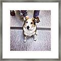 Had To Leave Him In The Vet Until 5 Framed Print