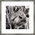 Hairy Coo Framed Print