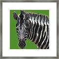 Hairy Zebra Framed Print