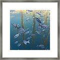 Halfmoon School And Giant Kelp Cortes Framed Print