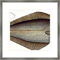 Halibut Framed Print