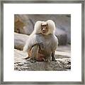 Hamadryas Baboon Framed Print