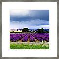 Hampshire Lavender Field Framed Print