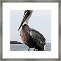 Handsome Brown Pelican Framed Print