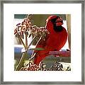 Handsome Red Male Cardinal Visiting Framed Print