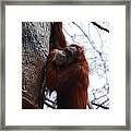 Hang In There Framed Print