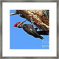 Hanging Around Framed Print