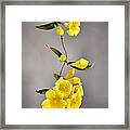 Hanging Blossoms Framed Print