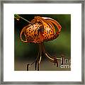 Hanging By A Thread Framed Print