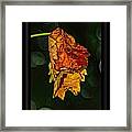 Hanging Gold Framed Framed Print