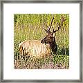 Hanging Out In The Meadow Framed Print