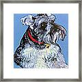 Hans The Schnauzer Original Painting Forsale Framed Print