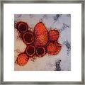 Hantavirus Particles Framed Print