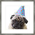 Happy Birthday Pug Card Framed Print