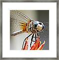 Happy Dragonfly Framed Print