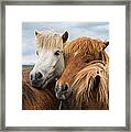 Happy Horse Friends In Iceland Framed Print