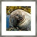 Happy Seal Relaxing In The Seaweed Framed Print