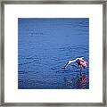 Happy Spoonbill Framed Print