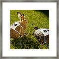 Hare & Tortoise With Race Numbers On Grass Framed Print