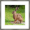 Hare Profile Framed Print