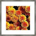 Harvest Chrysanthemums Framed Print