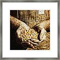 Harvest In His Hands Framed Print