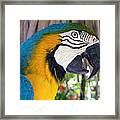 Harvey The Parrot 2 Framed Print