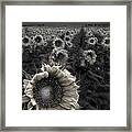 Haunting Sunflower Fields 1 Framed Print