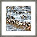 Having Your Ducks In A Row   American Coots Framed Print