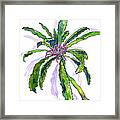 Hawaiian Haha Plant Cyanea Stictophylla Framed Print
