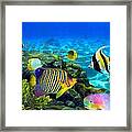 Hawaiian Rainbow Fish Framed Print