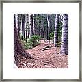 Hawaiian Tree Path Framed Print