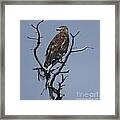 Hawk Eye Framed Print