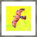 Hawk In Flight Art Framed Print
