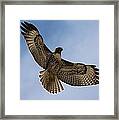 Hawk In Flight Framed Print