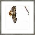 Hawk In Flight Framed Print