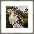 Hawk Framed Print