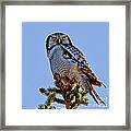 Hawk Owl Square Framed Print