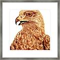 Hawk Framed Print