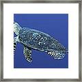 Hawksbill Turtle Framed Print