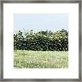 Hay Bales And Sunflowers Framed Print