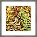 Hay-scented Ferns Framed Print