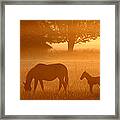 Hazy Morning Ii Framed Print