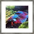 He Is Stunning As It Gets And His Name Framed Print